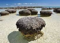 Stromatolites