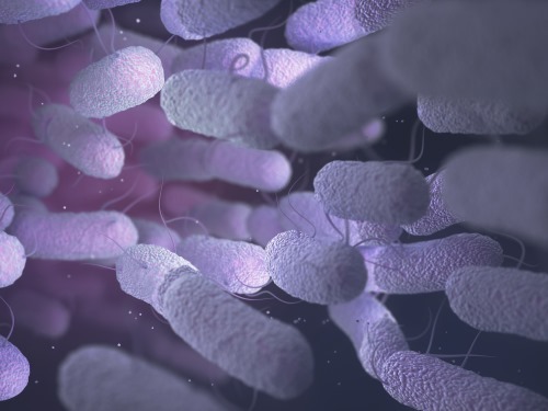 Bacteria