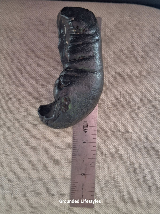 Miocene whale inner ear fossil 3.5 inch collector-grade specimen