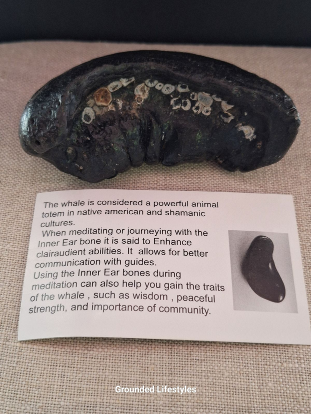 Miocene whale inner ear fossil 3.5 inch collector-grade specimen