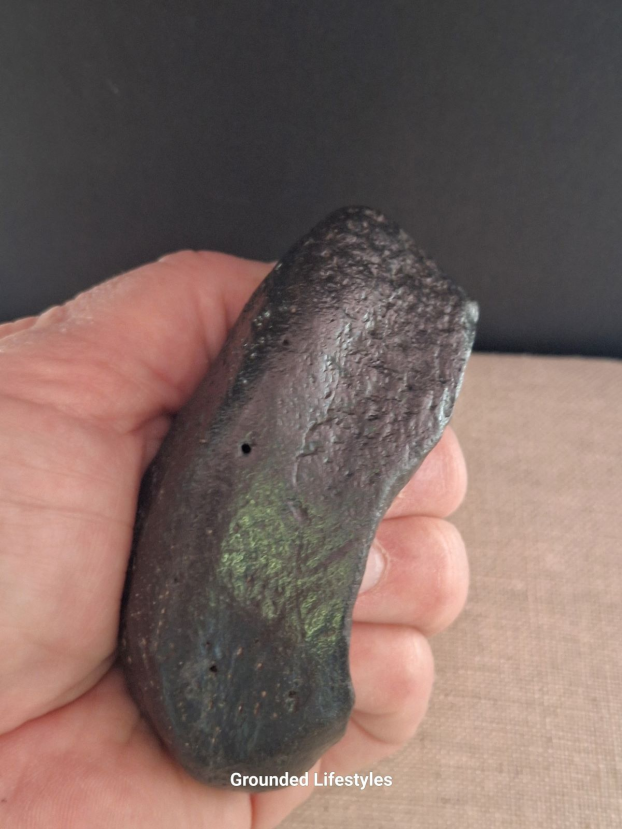 Miocene whale inner ear fossil 3.5 inch collector-grade specimen