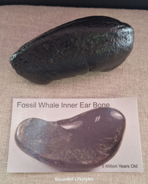 Miocene whale inner ear fossil 3.5 inch collector-grade specimen