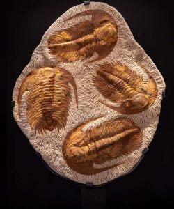 Trilobite cluster Grounded Lifestyles